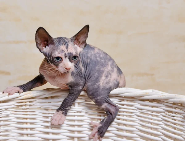 Little Sphynx Cats on the Rim of Wooden Basket