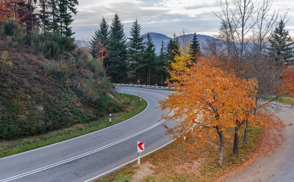 Asphalt road is running along the slope overgrown with coniferous forest in mountain autumn