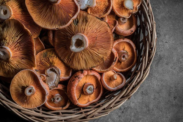 Saffron milk cap or red pine mushrooms