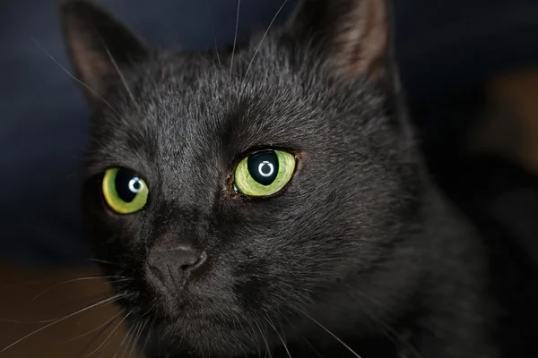 Black cat\'s eyes