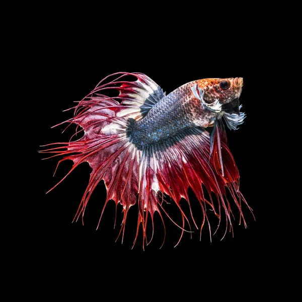 Crowntail fancy thailand, siamese fighting fish
