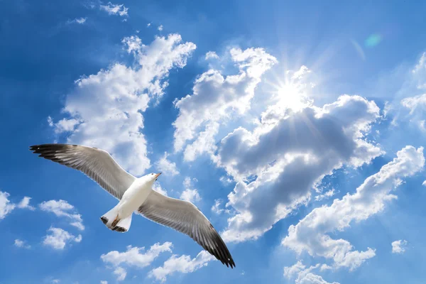 Seagull flying against blue cloudy sky with brilliant sun