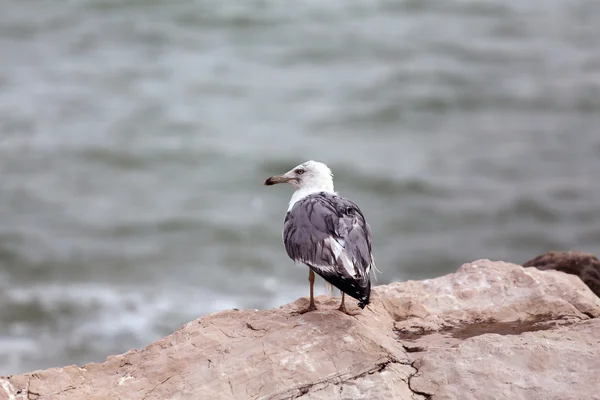 Seagull perched on rocks by the rough sea