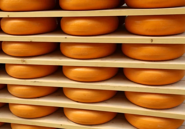 Delicious Dutch cheese in cheese ripening in amsterdam