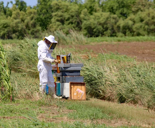 Beekeeper with protective suit harvesting honey and many hives