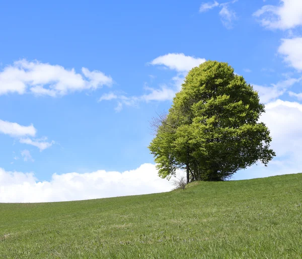 Isolated tree in the middle of the green meadow in summer