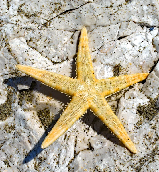 Large starfish with five toes on the rock of the sea in summer