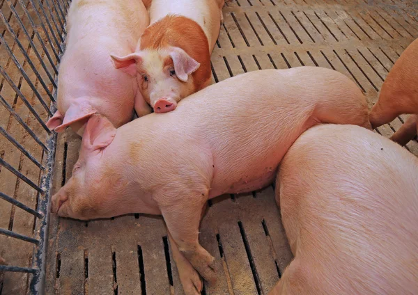 Fat pigs in a sty on a farm