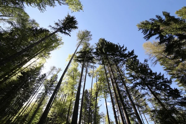 Trunks of trees in pristine pine forest, pine and beech trees fi