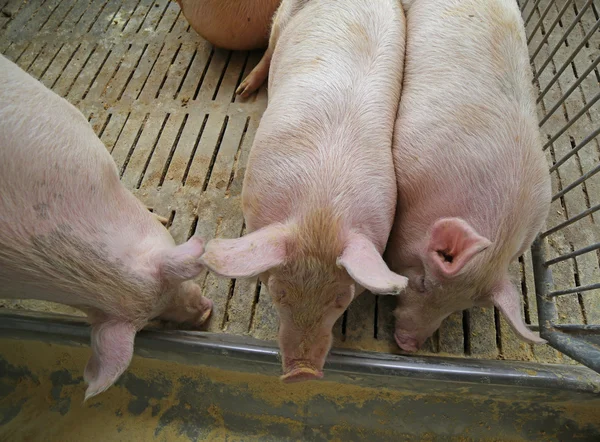 Fat pigs and sows eat in livestock of the farm