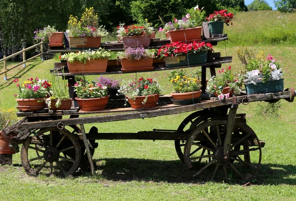 Old wooden cart festooned with many pots of flowers in the meado