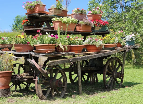 Old wooden cart festooned with many pots of flowers in the meado