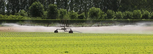 Automatic irrigation system of a lettuce field in summer