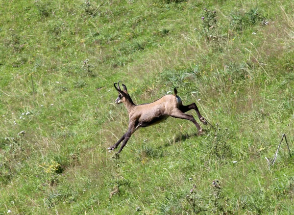 Fast chamois runs on the grass in the mountains