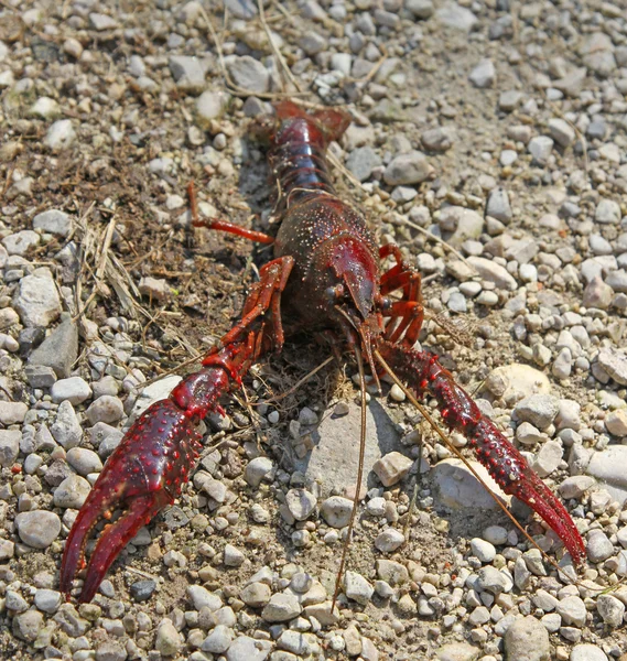 Huge red shrimp on the shore of the stream with the claws