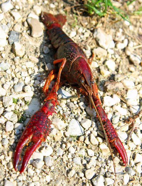 Red American shrimp on the shore of the stream with the gigantic