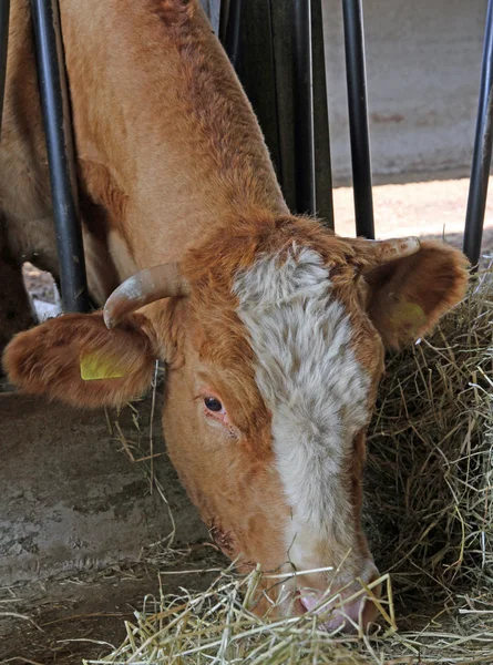 Brown cow of the breed while eating straw and hay in the barn of