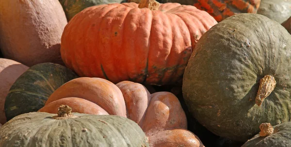 PUMPKINS collections to decorate halloween night