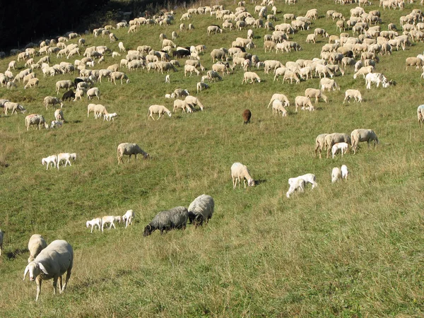 Flock of white sheep and goats grazing in the mountains