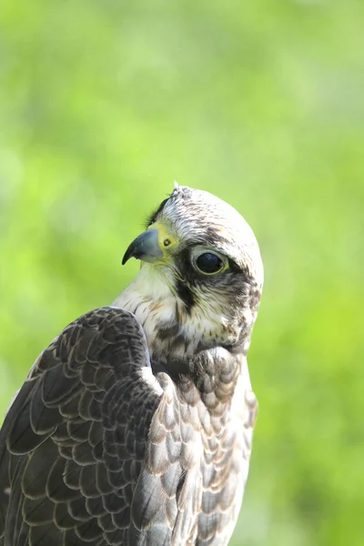 Peregrine Falcon on the green  lawn