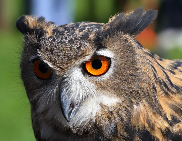 Large OWL with huge orange eyes
