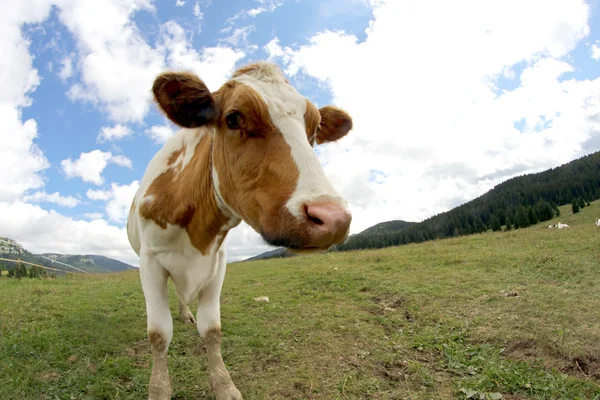 Cow grazing shot with fisheye lens and  clouds