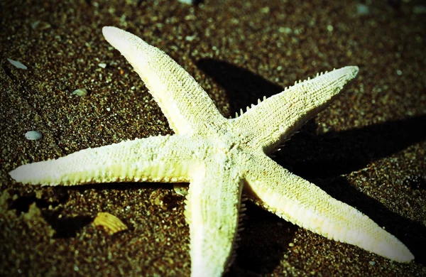 White five-pointed starfish on the beach