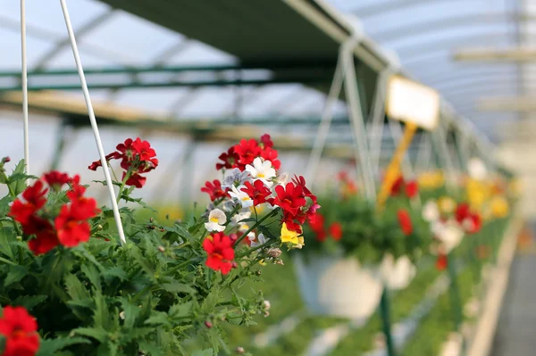 Geranium plants for sale in the greenhouse in spring
