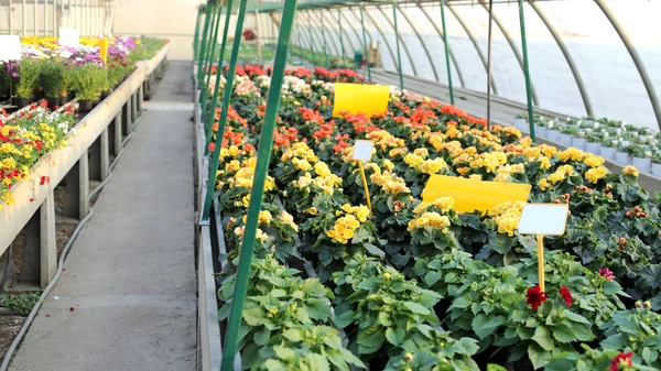 Greenhouse with a lot of flowers and plants for sale in the spri