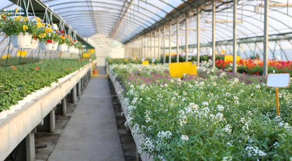 Greenhouse with a lot of flowers and plants for sale in the spri