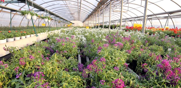 Greenhouse with a lot of flowers and plants for sale in the spri