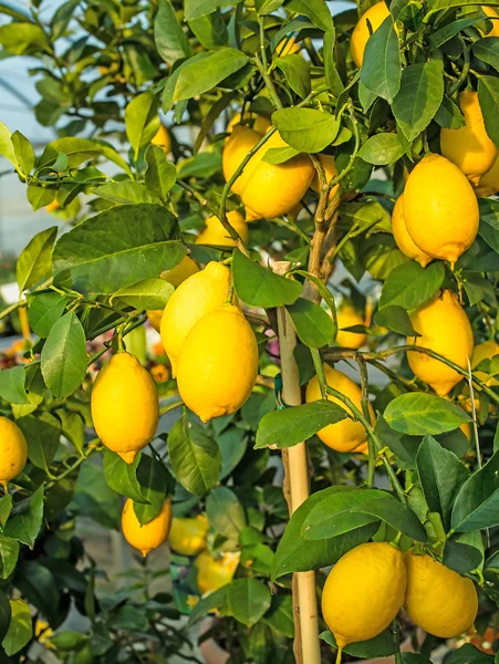 Yellow ripe lemons hung on the tree in Mediterranean country