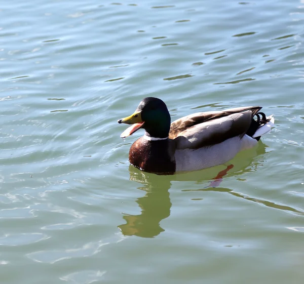 Duck that swims in the lake water with open beak