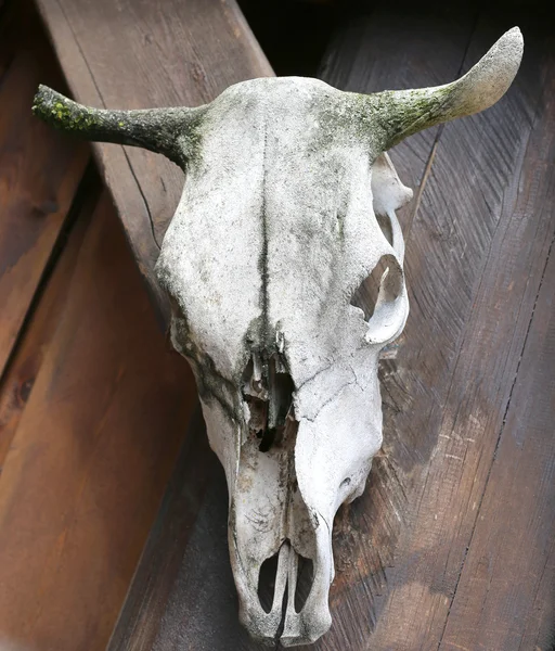 Cow skull hanging on the wall of the american farm