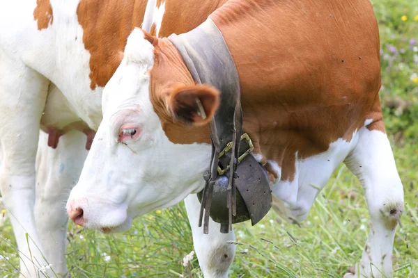 Cow Bell cow in cattle breeding