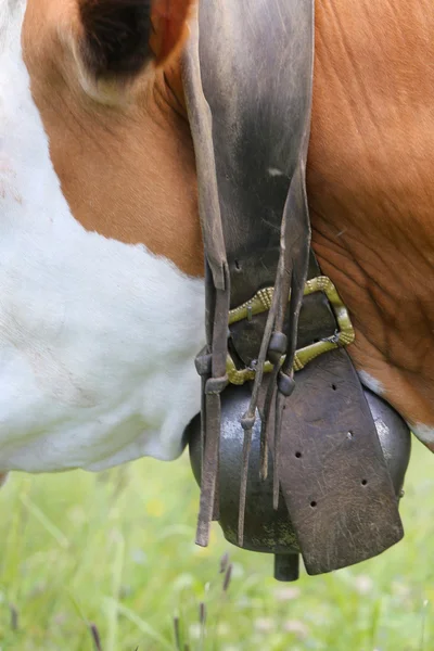 Large cowbell cow in cattle breeding