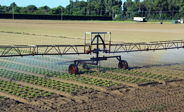 Automatic irrigation system in the field of lettuce