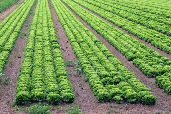 Big field of green lettuce in the plains in summer