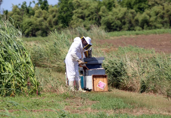 Beekeeper with the protective suit while collecting honey from h