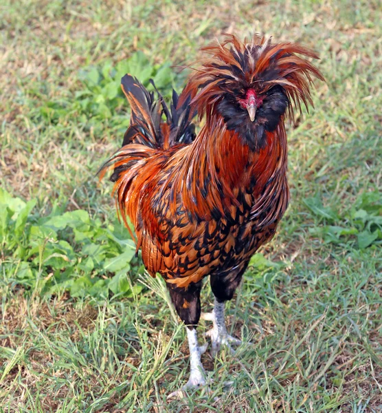 Rooster with feathery clump all disheveled in animal farm fence