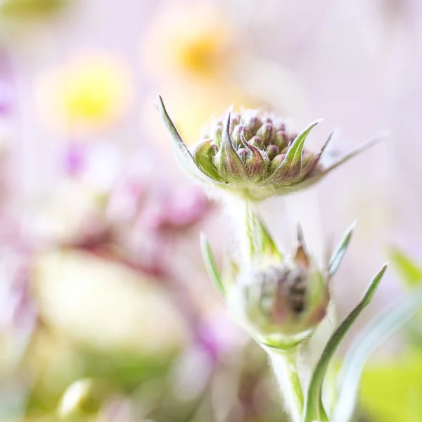 Abstract detail of blooming spring flower, selective focus