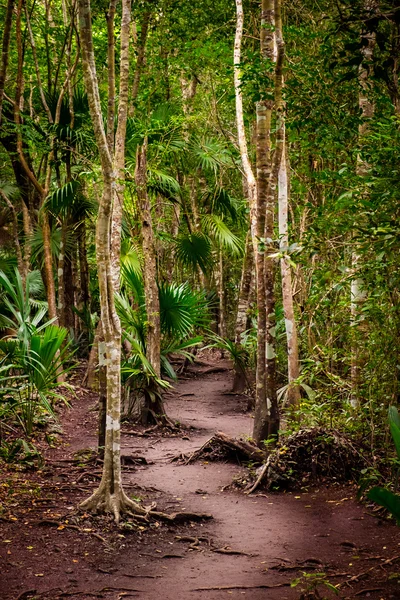 Dramatic landscape view of jungle trees and dirty pathway