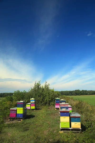 Colorful wood hive boxes