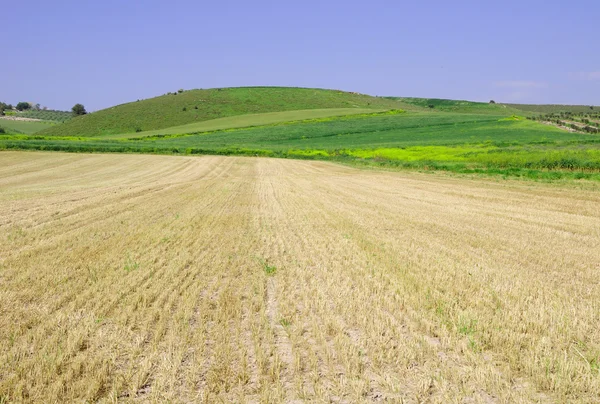 Northern Israel landscape.