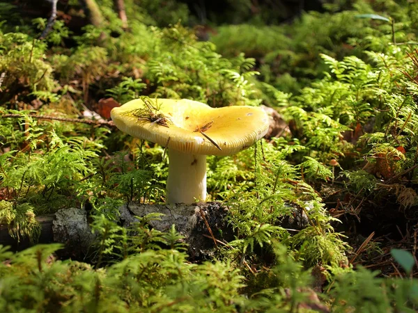 Yellow russula in the forest close up