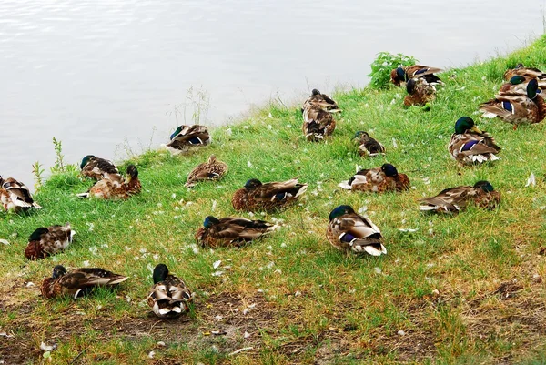 Ducks on the pond board green grass