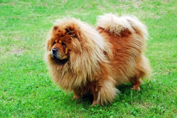 Red chow chow dog on a green grass