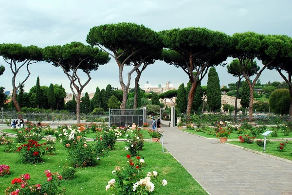 Roses in the garden of Rome city on May 31, 2014