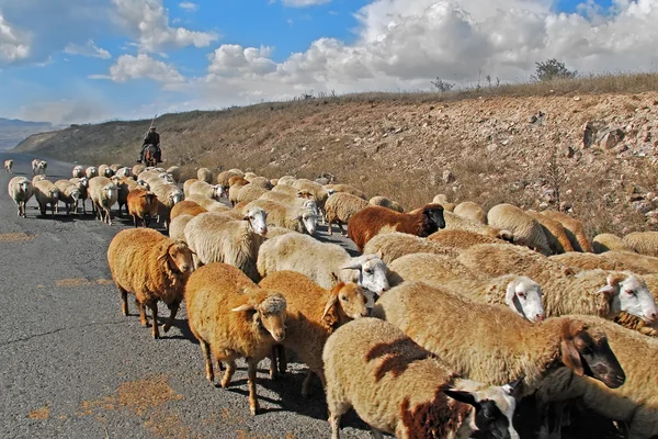 Shepherd with a flock of sheep on a sunny day, Armenia