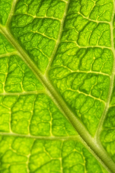 Macro green leaf with veins
